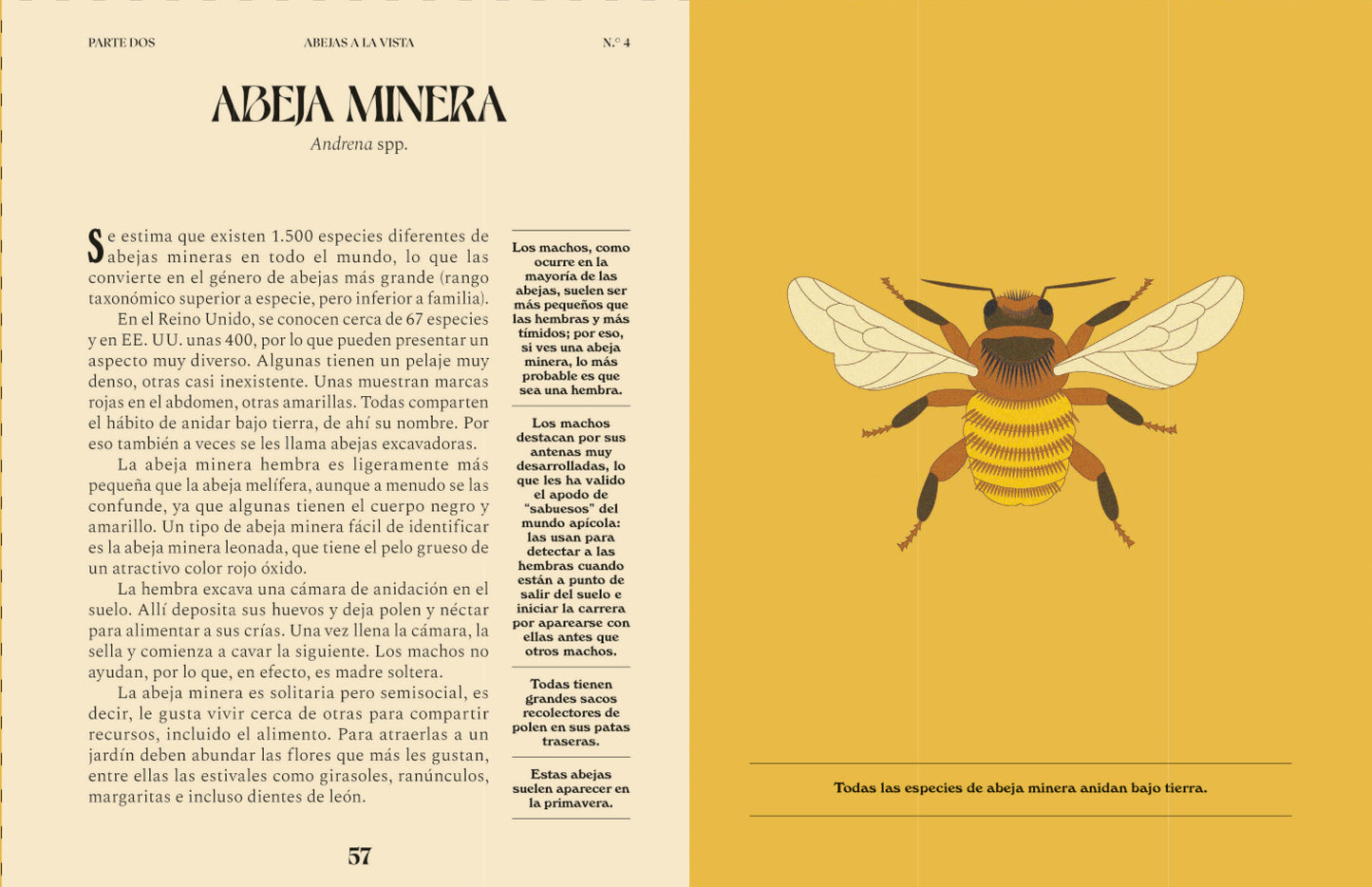 Abejas. Una guía para curiosos